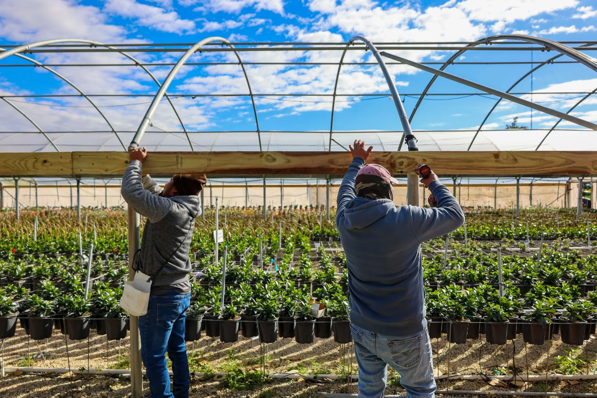 Workers install frames to hang protective fabric around plants ahead of cold weather in Miami on Jan. 29.