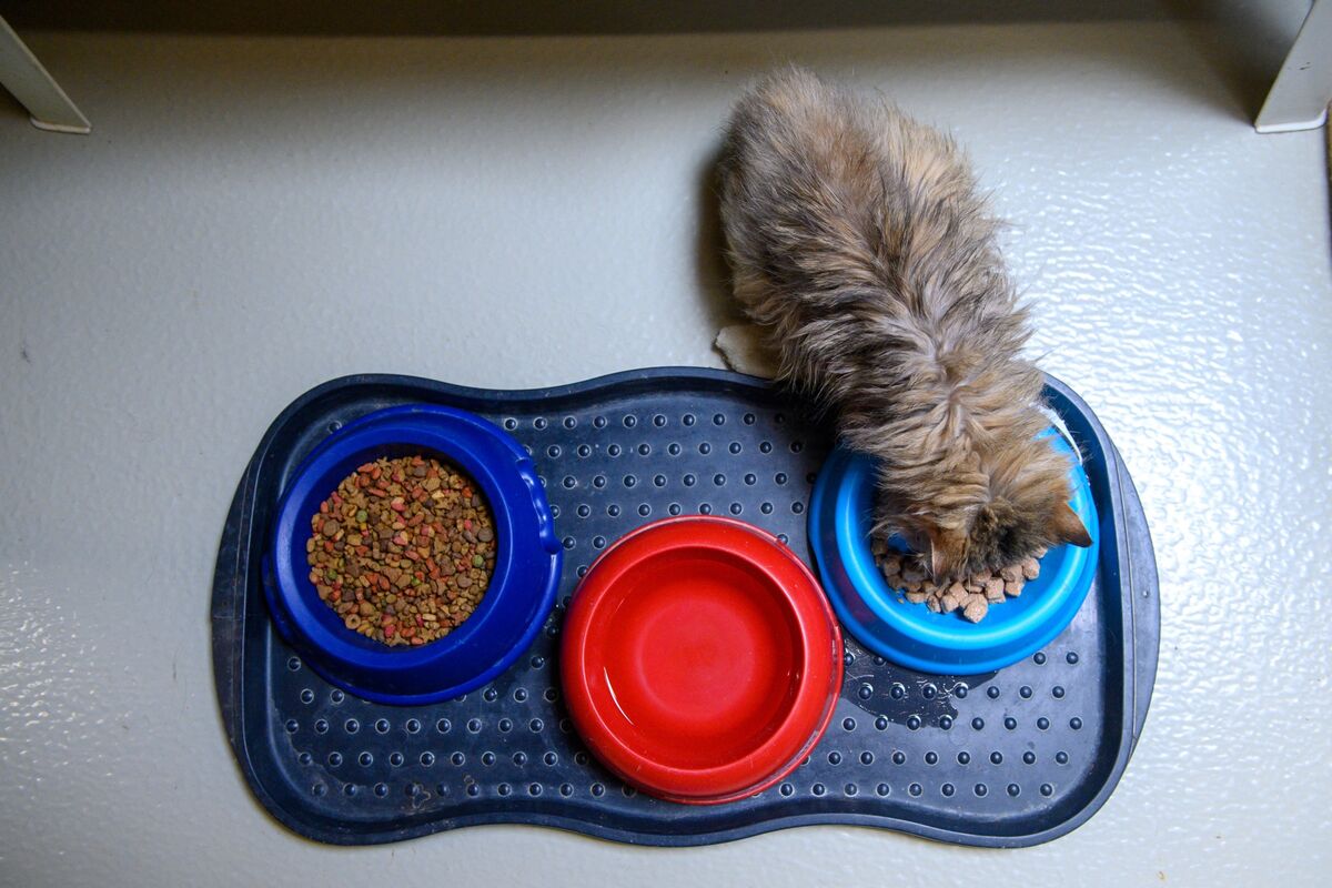 Cinven Said to Pause €2 Billion Sale Process of Pet Food Maker Bloomberg