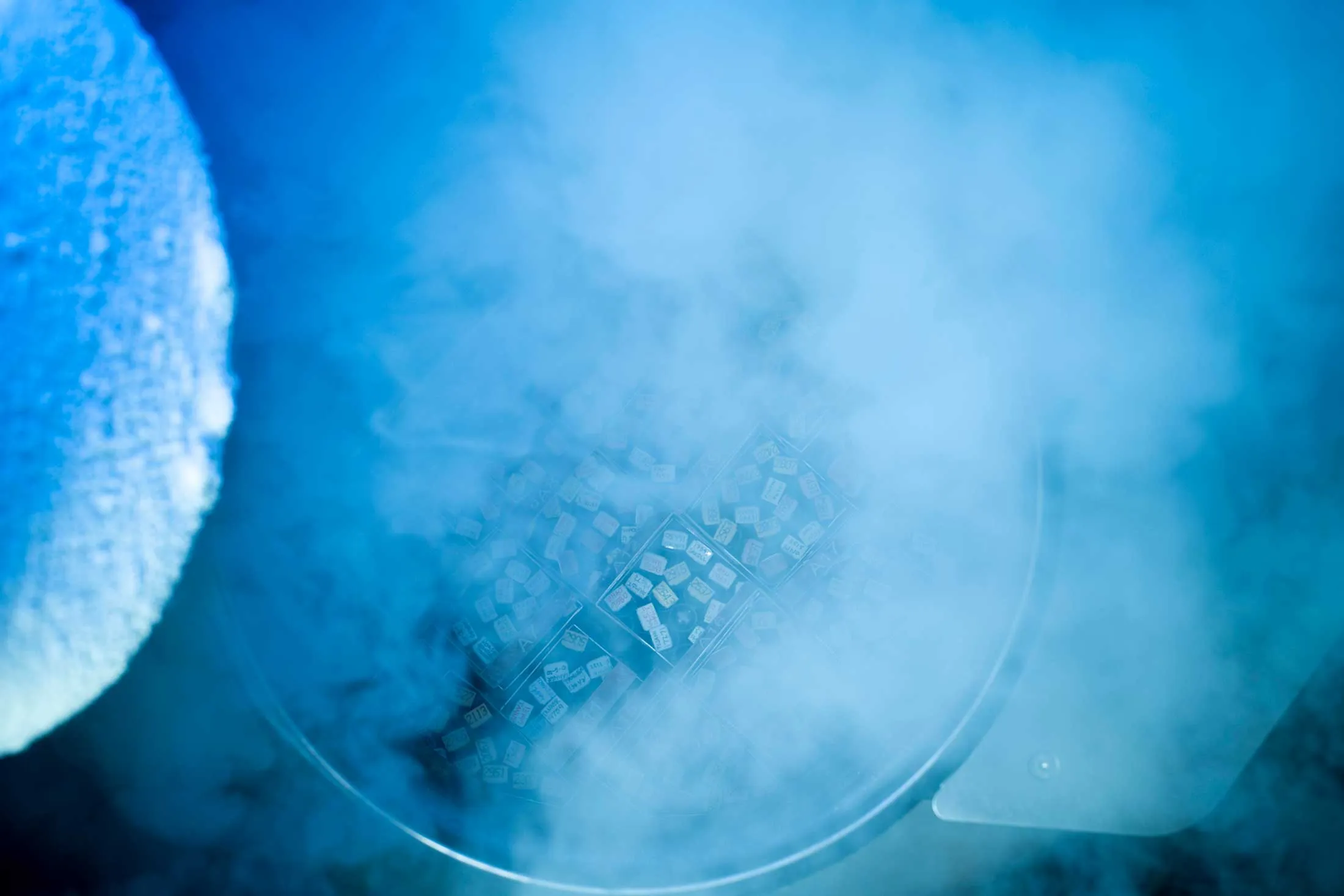 Sperm Freezing Startups Like Legacy and Fellow Take Samples by Mail -  Bloomberg