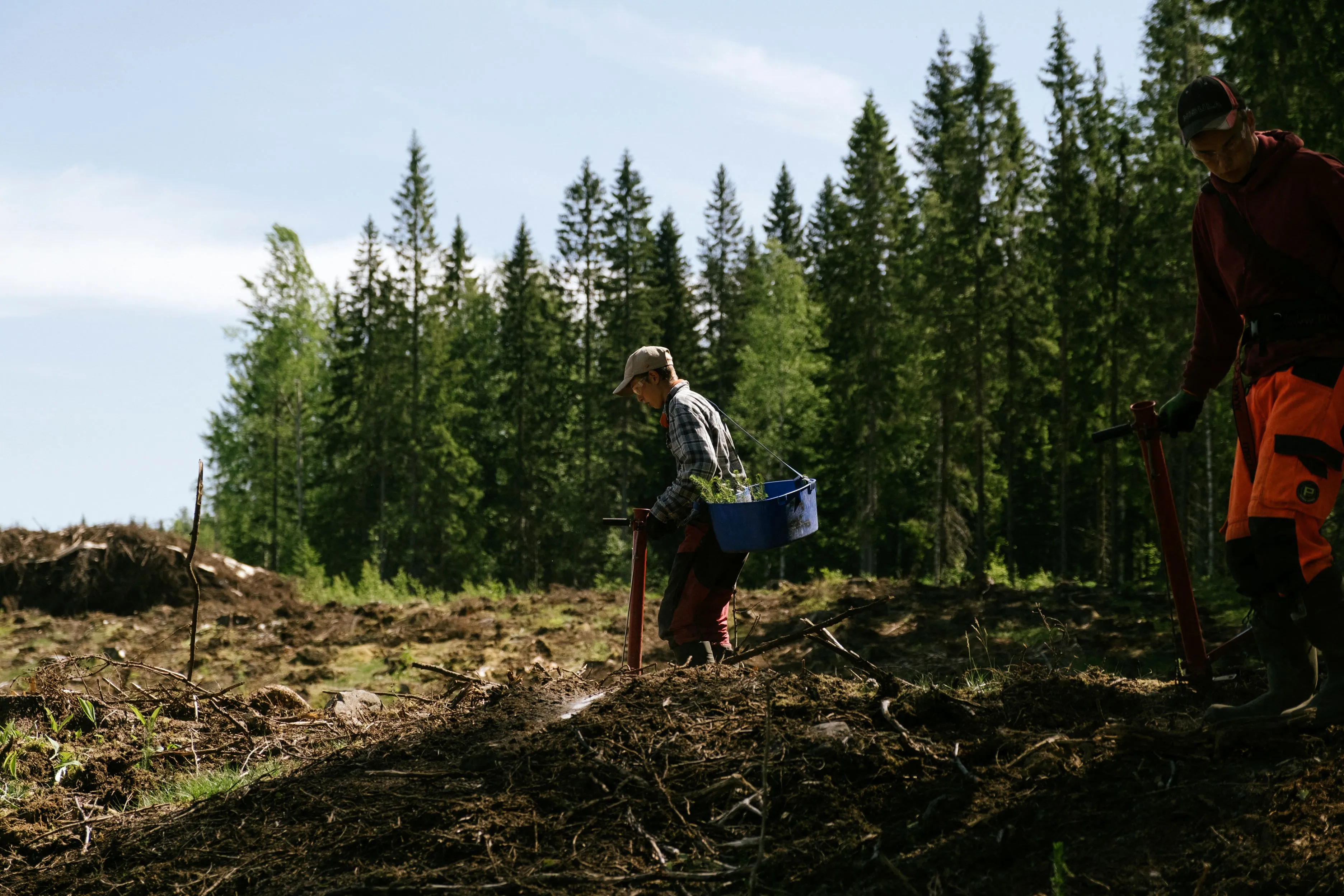 Forest workers plant new trees in a recently cleared part of forest&nbsp;in Uusi-Valamo, Heinavesi, Finland.