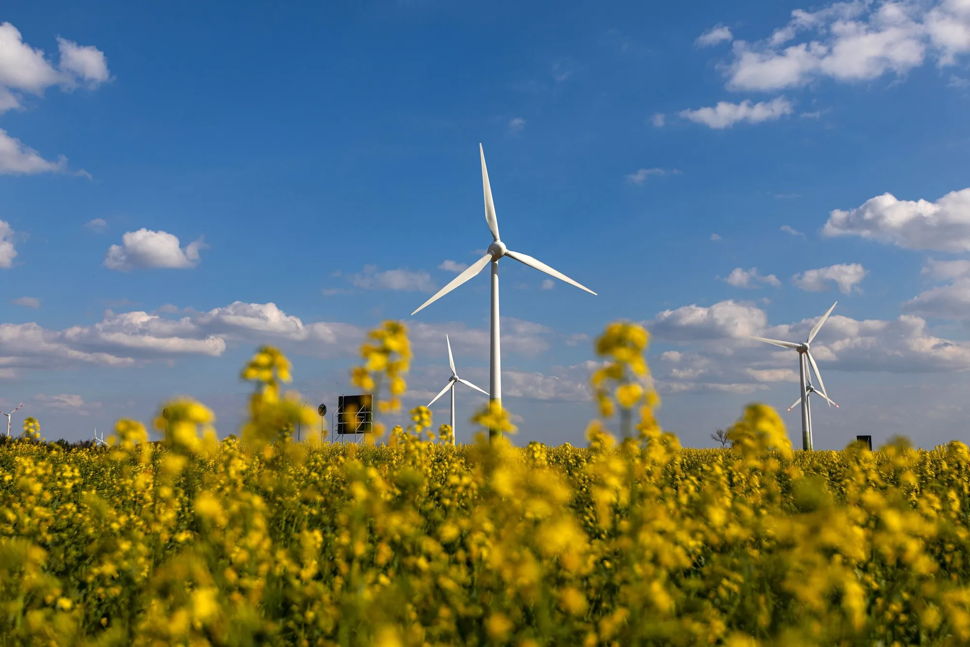 Wind turbines in rapeseed fields in Brandenburg, Germany.