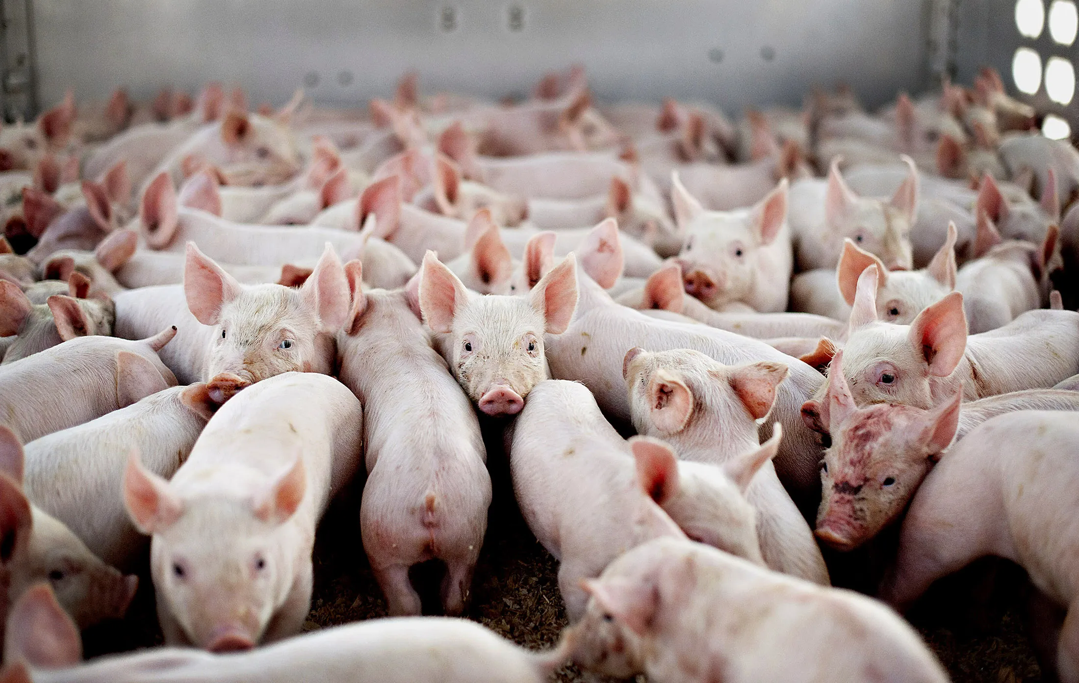 Piglets stand in a trailer prior to transport to a nearby weaning-to-market barn in Illinois, U.S.
