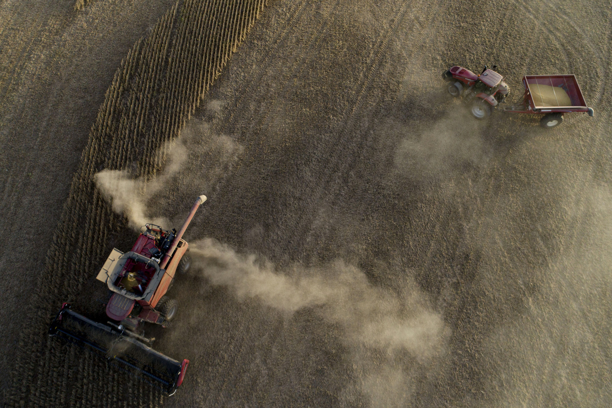 China Cuts U.S. Soybean Imports By More Than 80% As Tariffs Bite ...