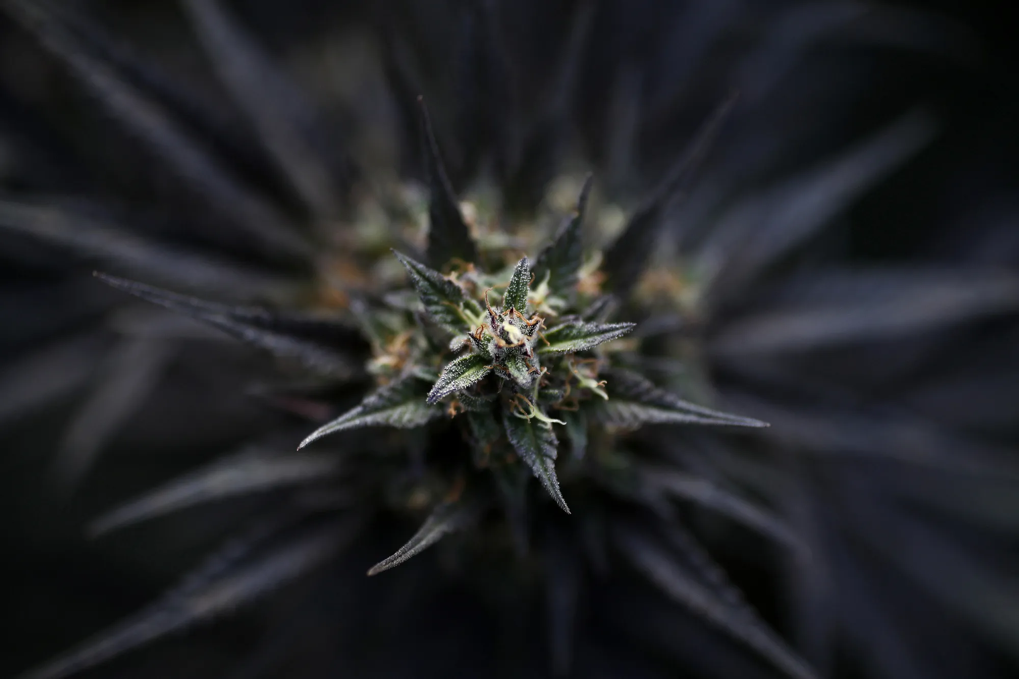 A Swiss Startup Is Pumping Out Legal Hashish