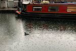 A duck swims along the canal in London on&nbsp;Aug. 25.