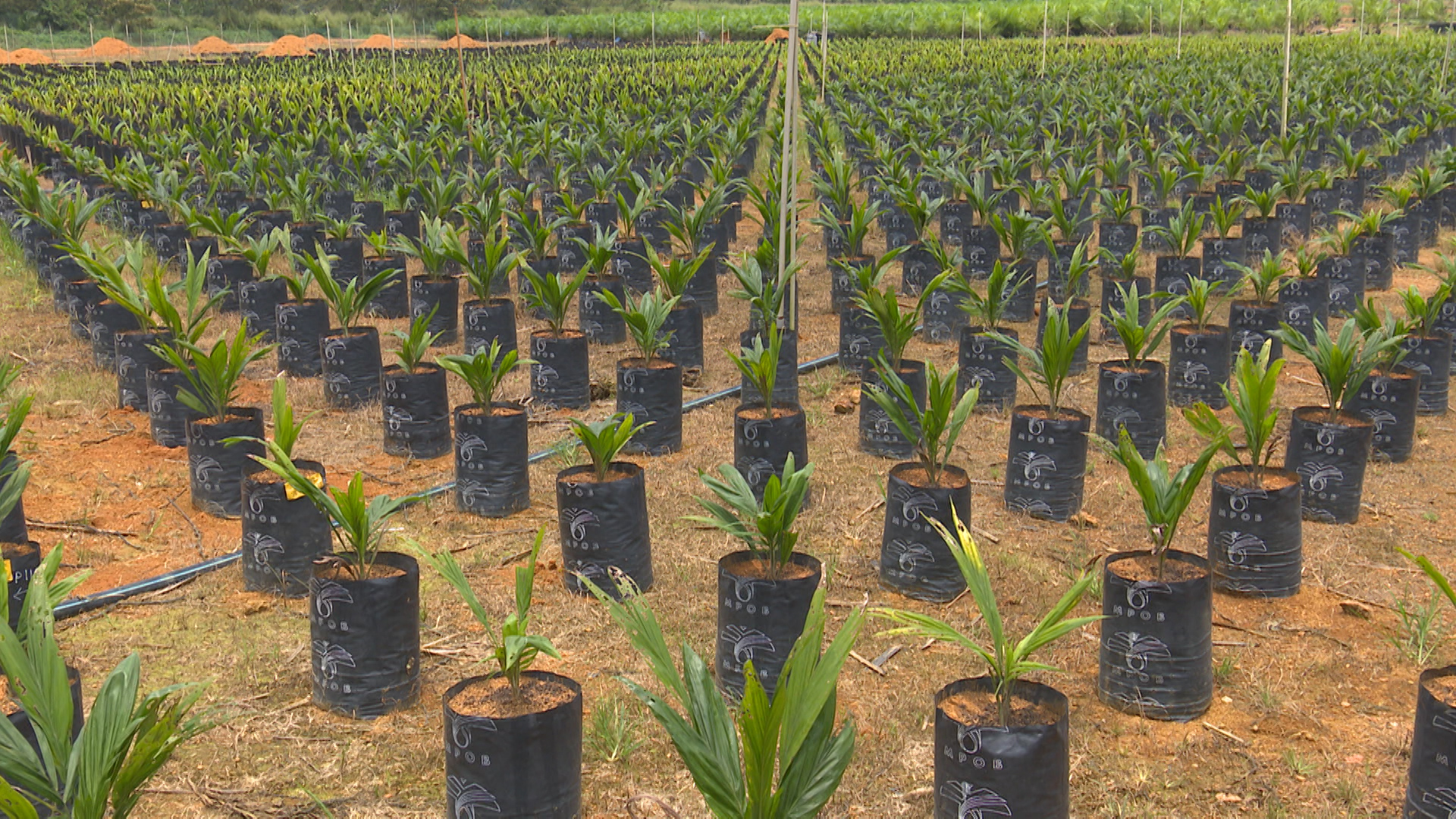 Short And Skinny Oil Palms To Boost World S Most Used Edible Oil