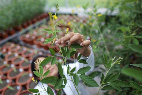 An employee examines Pigeon pea transgenic plants inside a greenhouse.