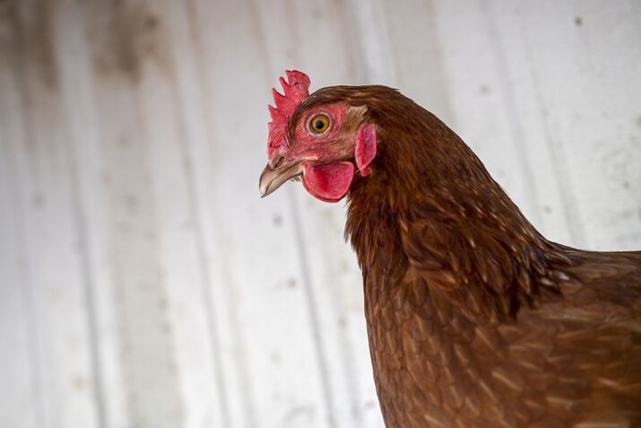 Inside A Poultry Egg Farm As Prices Soar