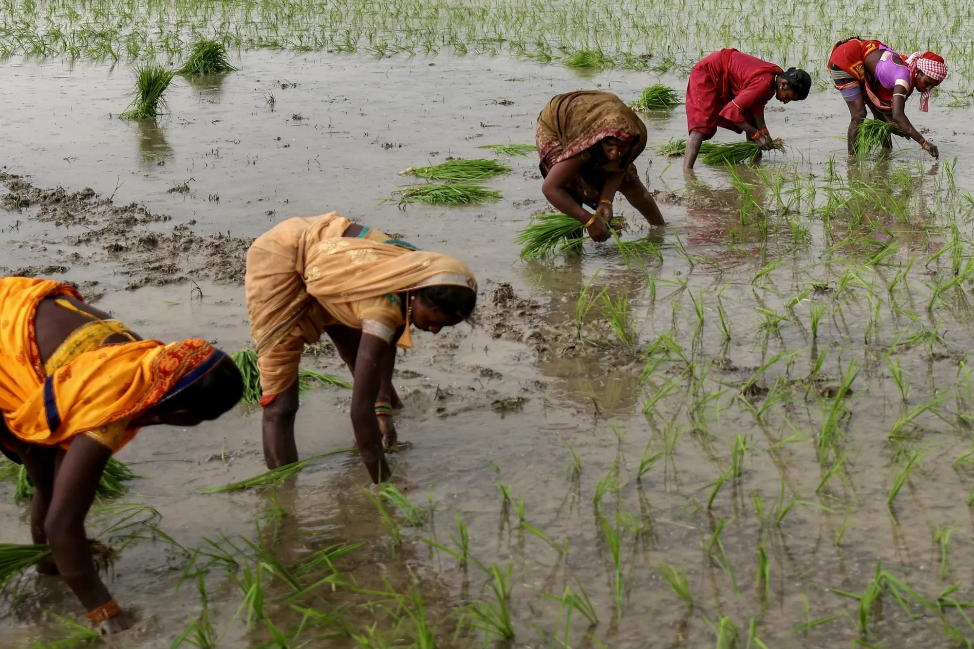 Farmers plant rice saplings during monsoon season, near Varanasi, India, in 2025.
