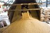 Soybean Harvest