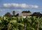 A warehouse on the Alejandro Robaina tobacco plantation in Pinar del Rio, Cuba, on Jan. 26, 2015.