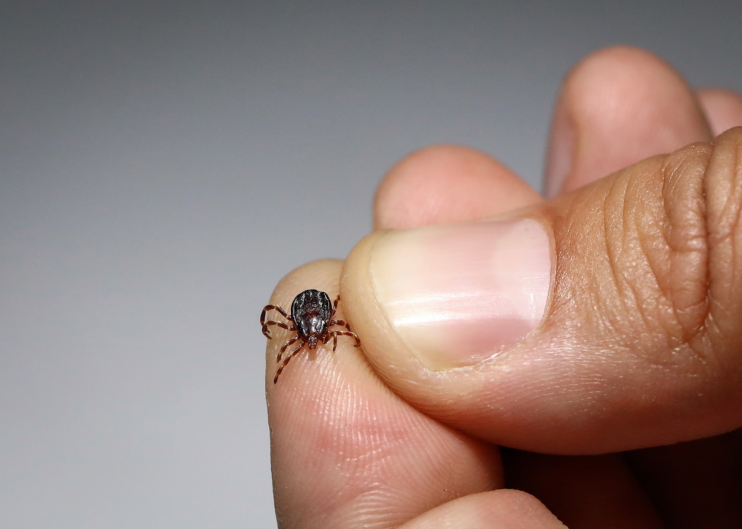 A Vaccine That Repels Ticks Could Protect Beyond Lyme - Bloomberg