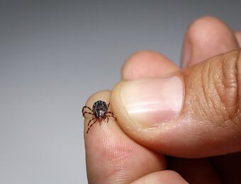 relates to A Vaccine That Repels Ticks Could Protect Beyond Lyme