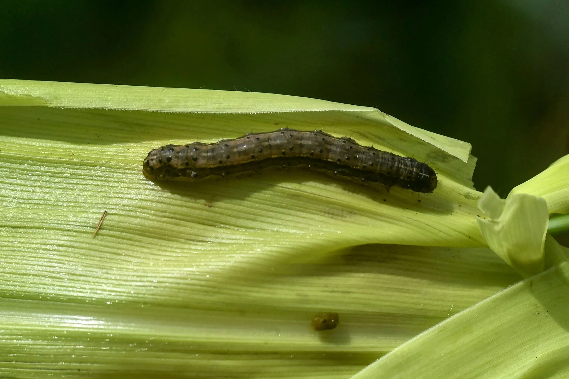 KENYA-AGRICULTURE-ENVIRONMENT-FALL ARMYWORM