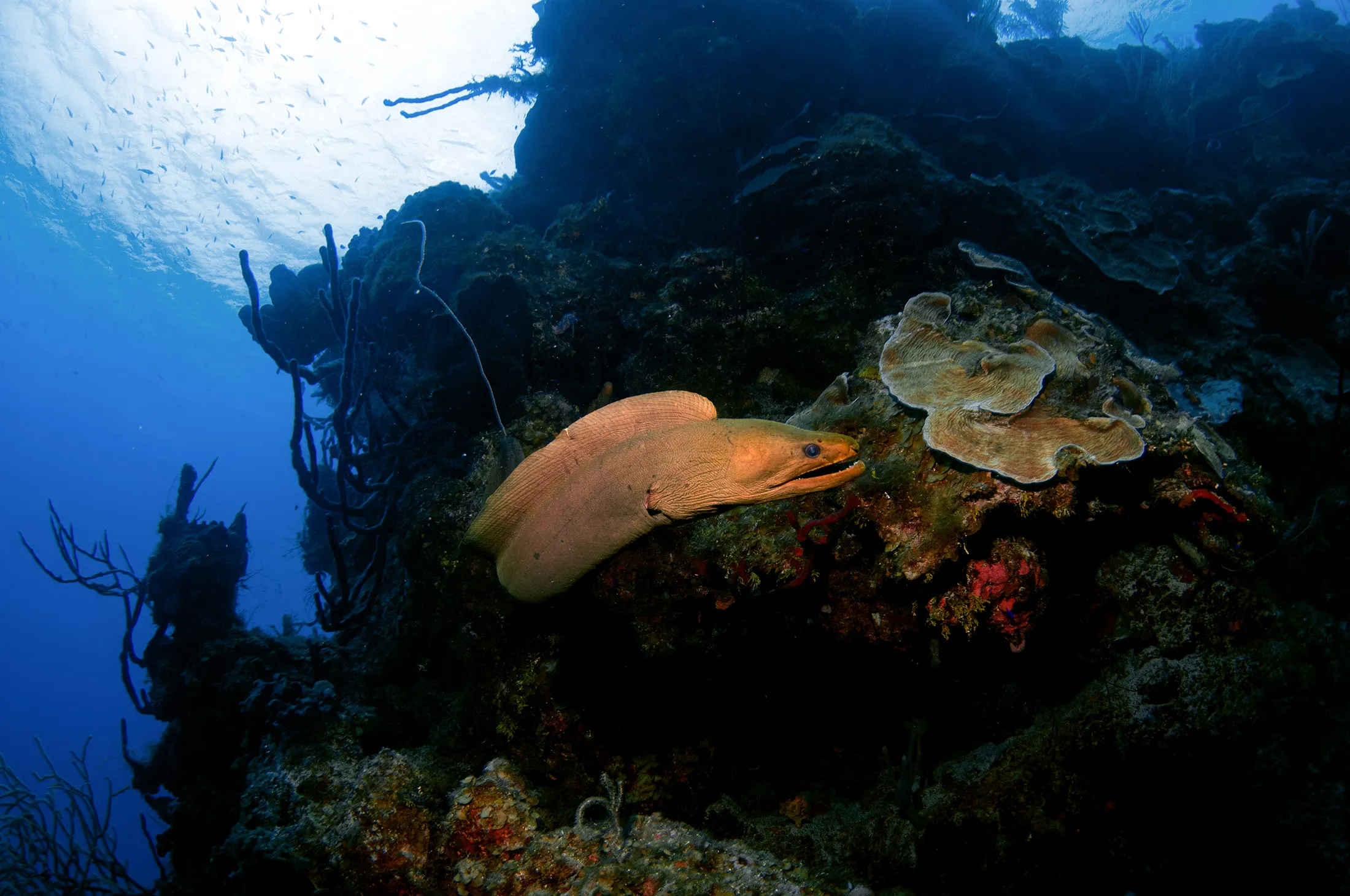 A green moray on the&nbsp;Lighthouse Reef atoll, part of Belize’s 190-mile barrier reef.