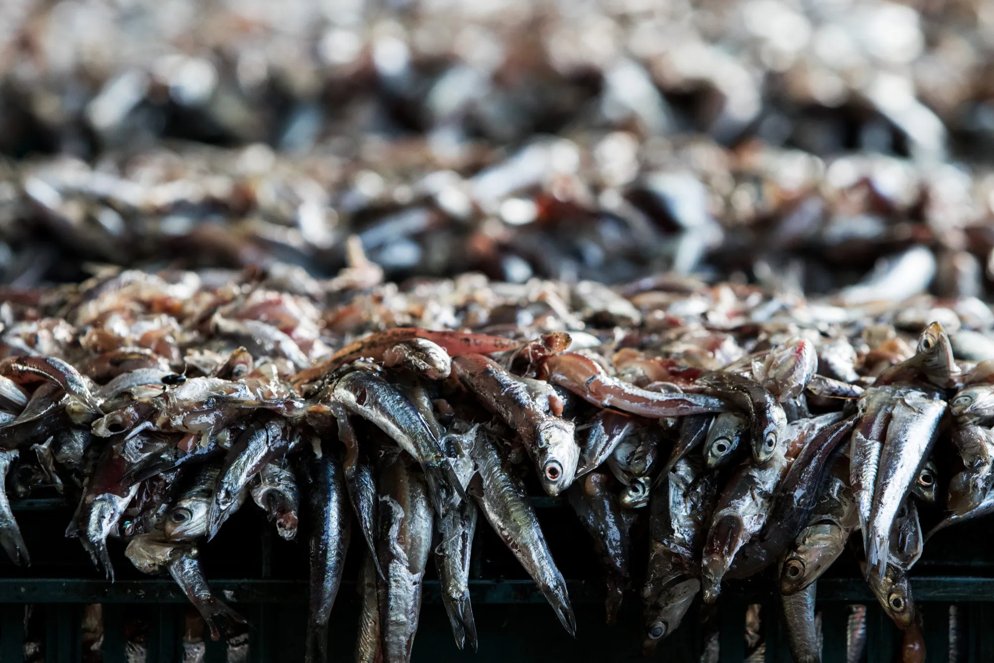 Anchovy Fishing In South Korea Ahead Of Preliminary GDP Figures