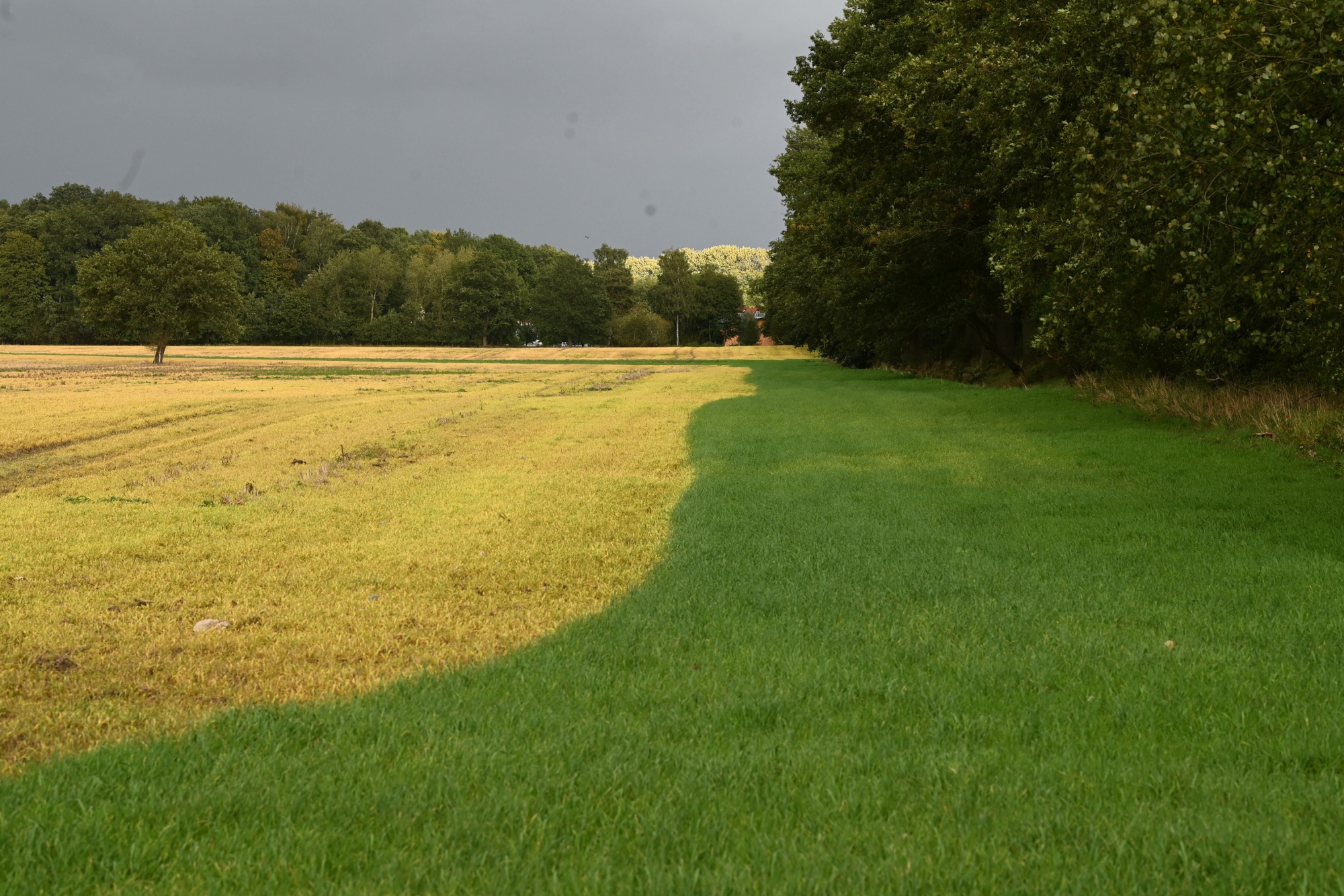 Field with a sharp dividing line between dead yellow grass and vibrant green vegetation, bordered by trees under a cloudy sky.