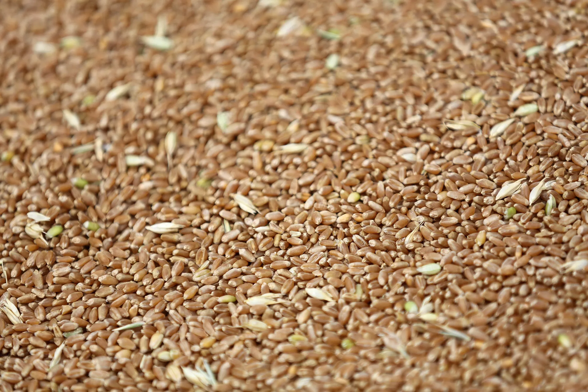 Wheat Harvest By Russian Agricultural Producer Ros Agro Plc Group