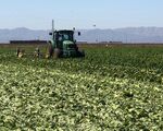 Lettuce is plowed over on Jack Vessey’s California farm after a loss of demand from restaurants.