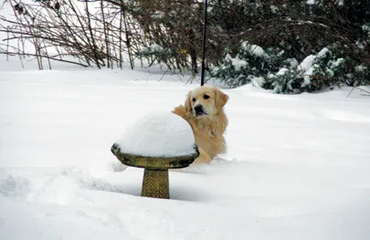 Dropbox: The Best Online Photo-Sharing Site