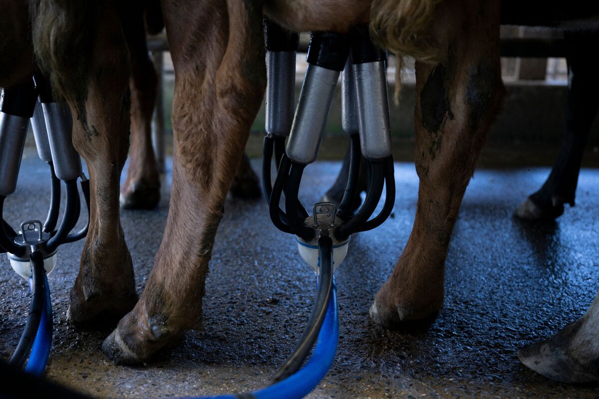 Florida Health Officials Link E. Coli Outbreak to Raw Milk Farm - Bloomberg