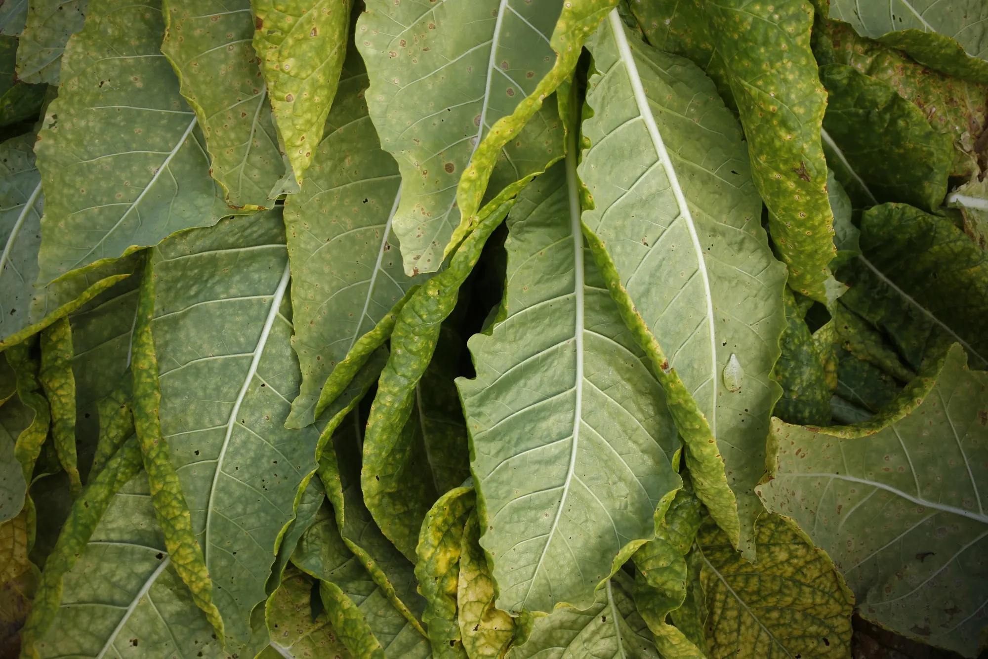 Tobacco plants on a farm in Kentucky.