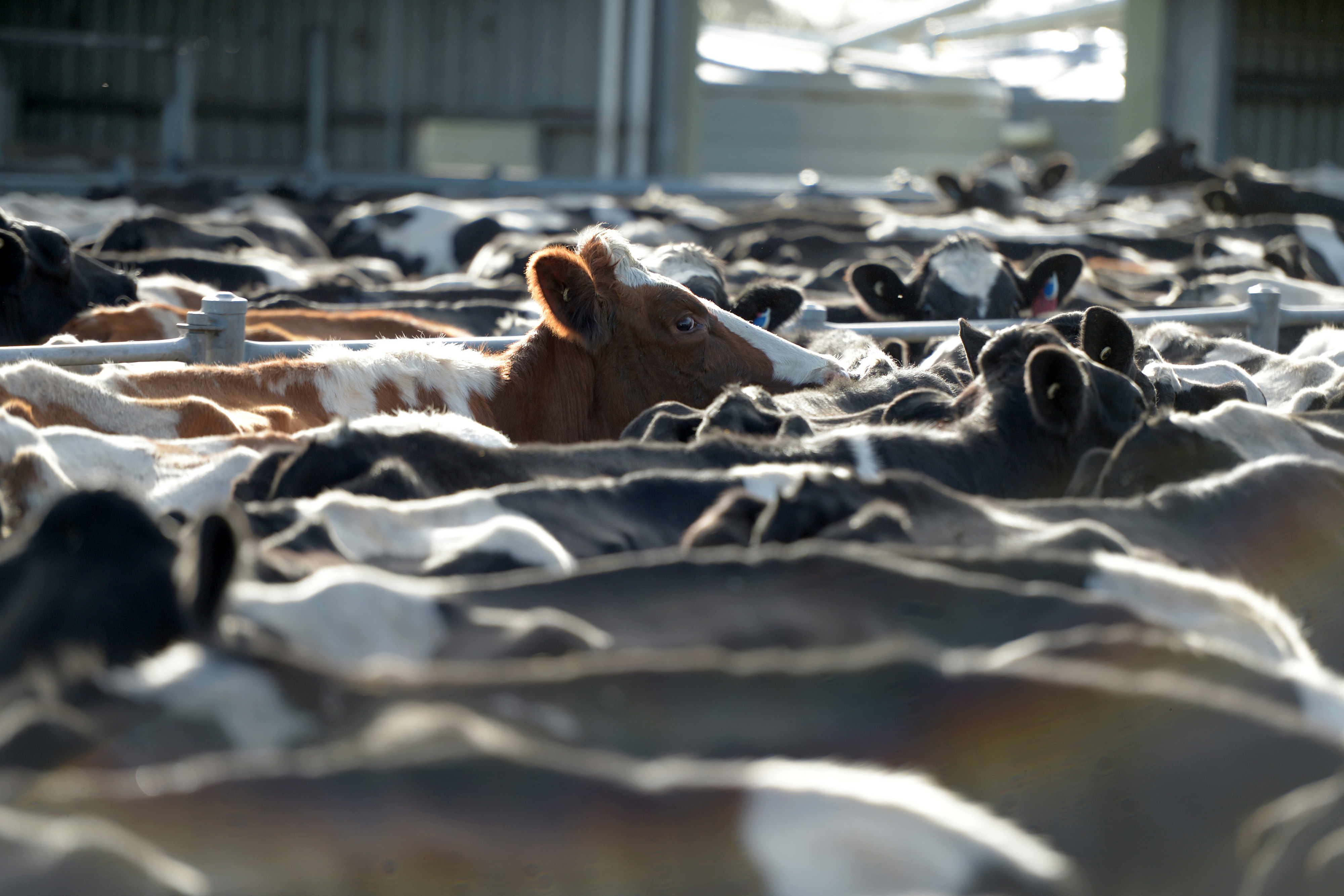 Dairy Farming in Victoria Amid The Threat of Tariffs