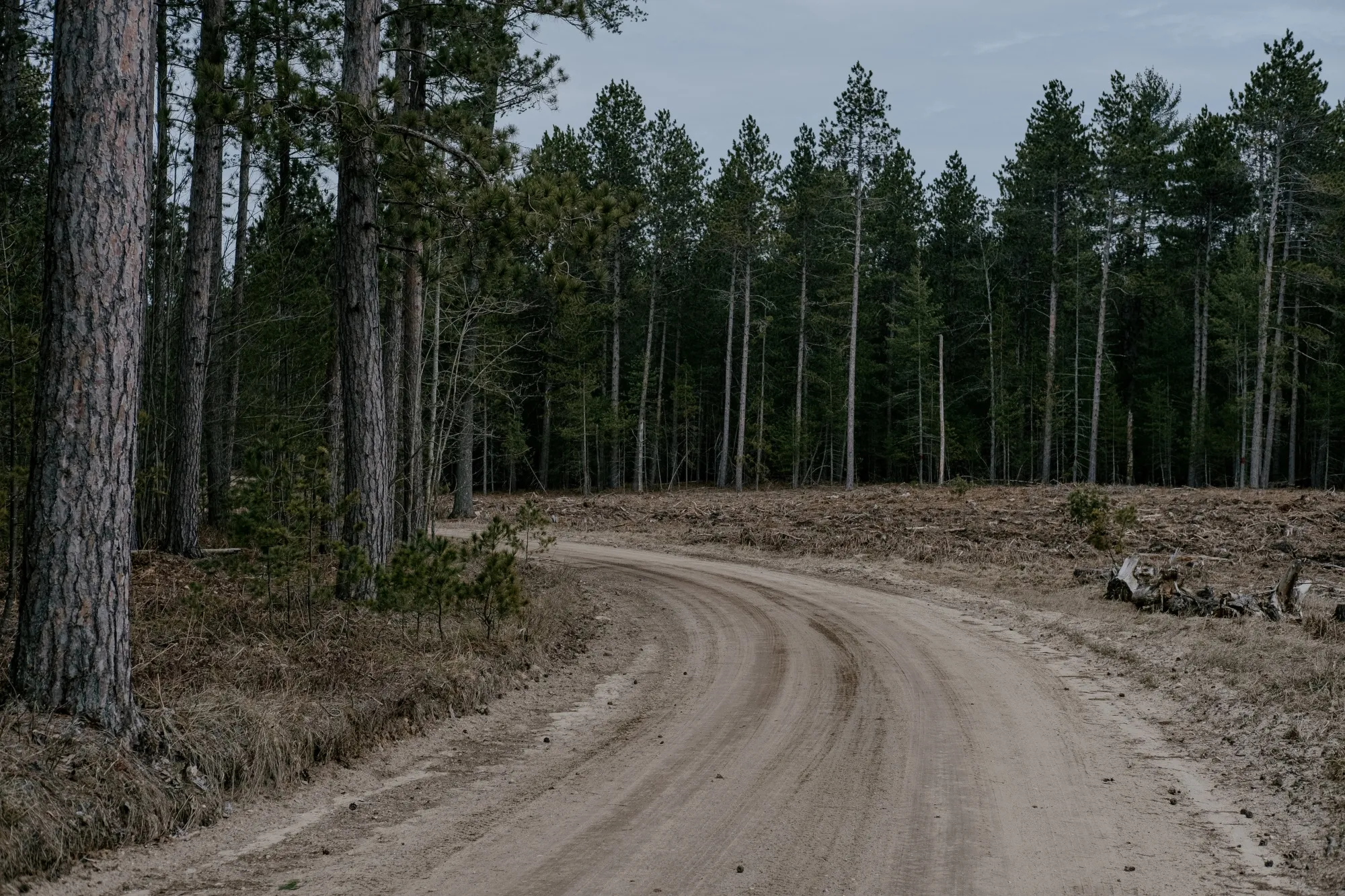 In late 2020, Michigan’s Department of Natural Resources signed a deal with Blue Source to begin developing a carbon project on Pigeon River Country state forest.