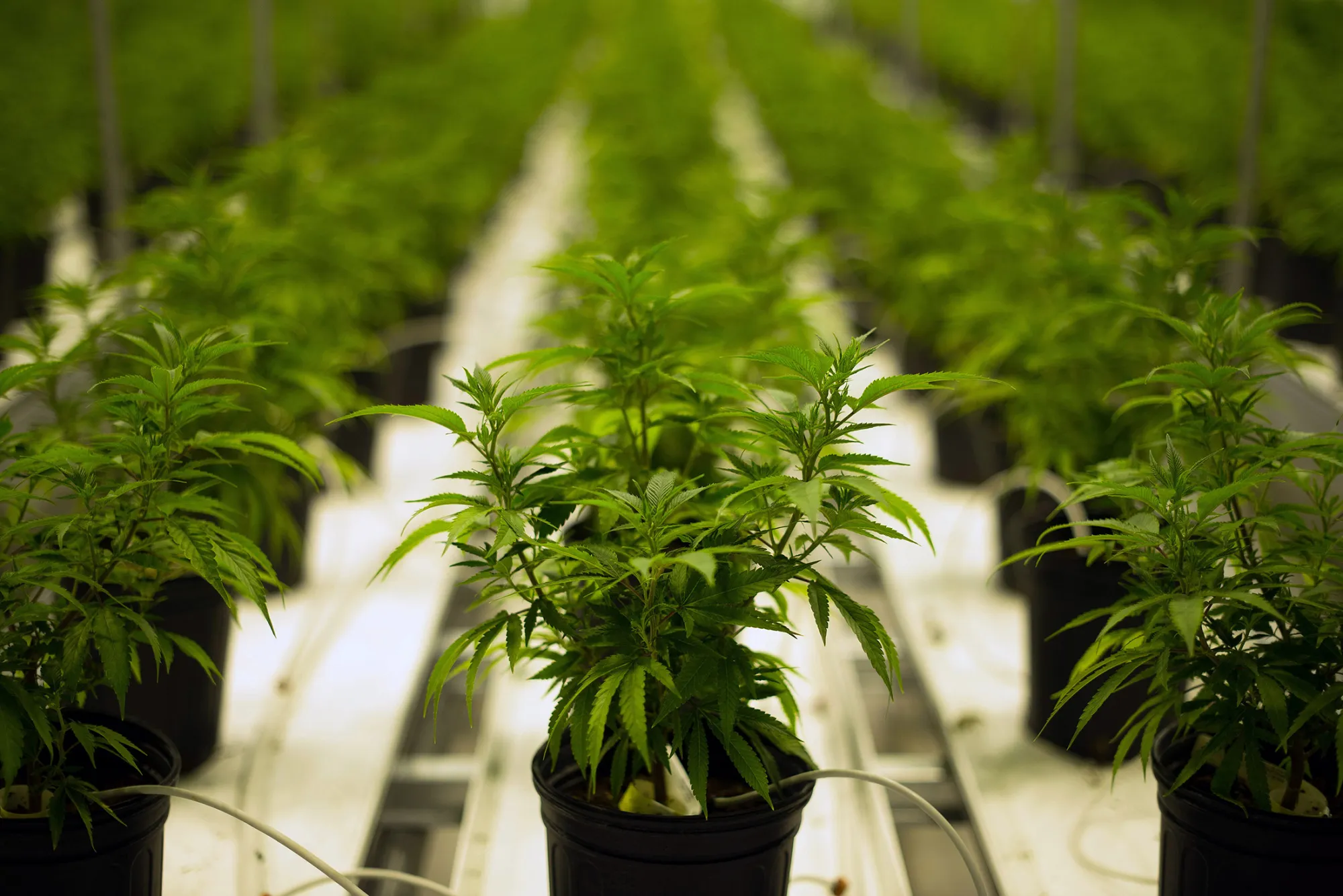 Medical marijuana plants.