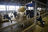 Operations At Kalm Kakuyama Dairy Farm, Asia's Largest Robotic Farm