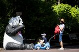Smithsonian's National Zoo Reopens After Closing Due To Covid-19 Pandemic
