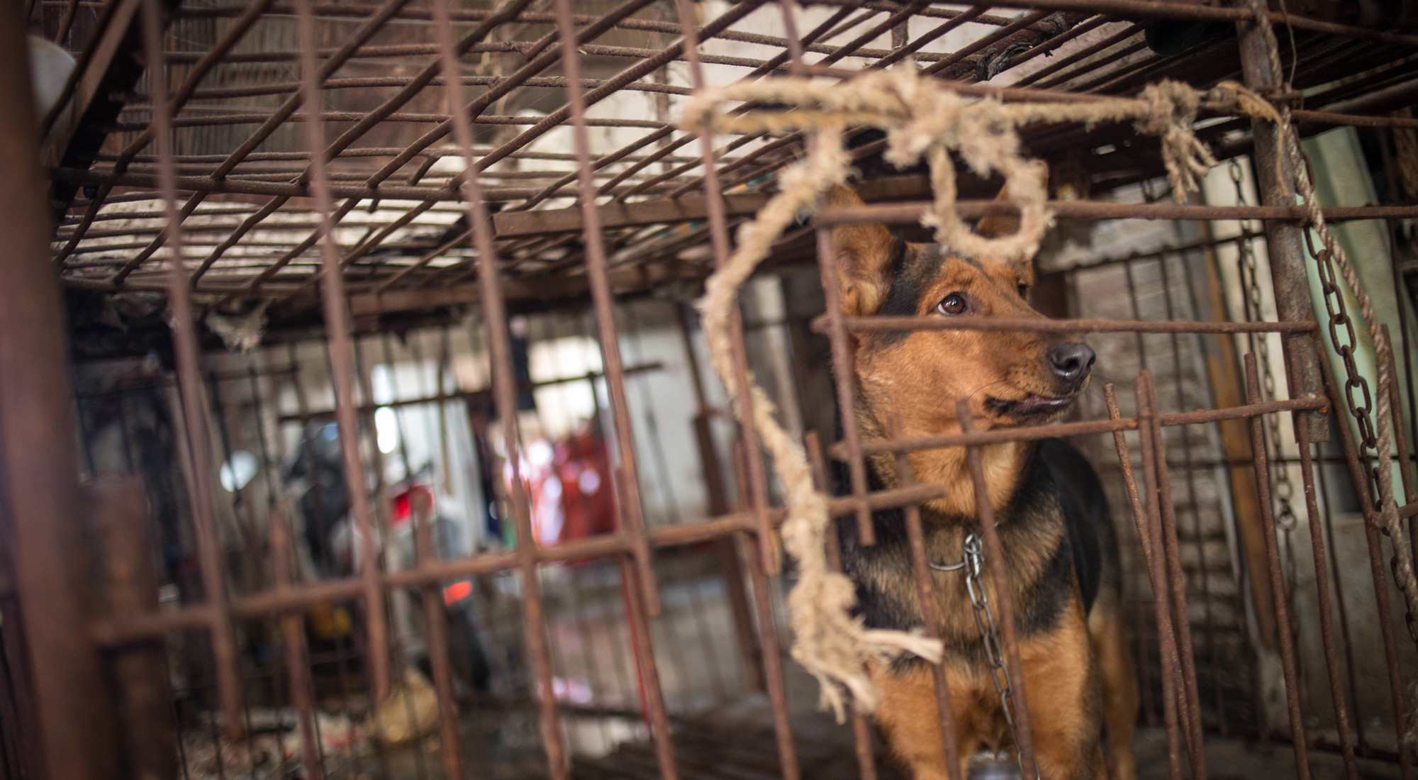 中国が犬食禁止に動く 食肉認可リスト草案からネコと共に除外 Bloomberg