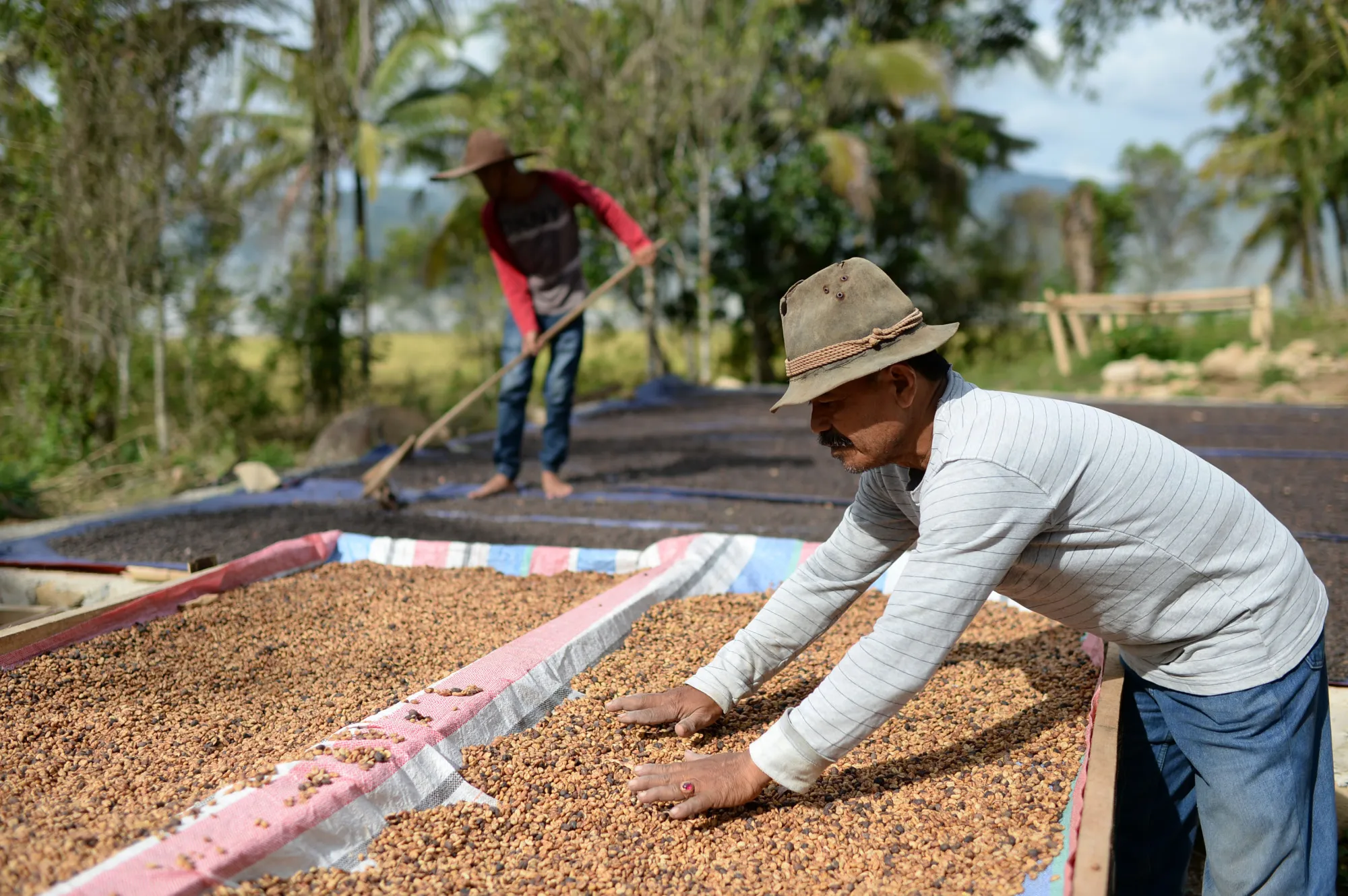 An employee lays out Arabica coffee beans at a coffee farm in Alahan Panjang,&nbsp;Indonesia.