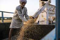 Wheat Harvest as India's All-Important Monsoon Likely Close to Normal This Year