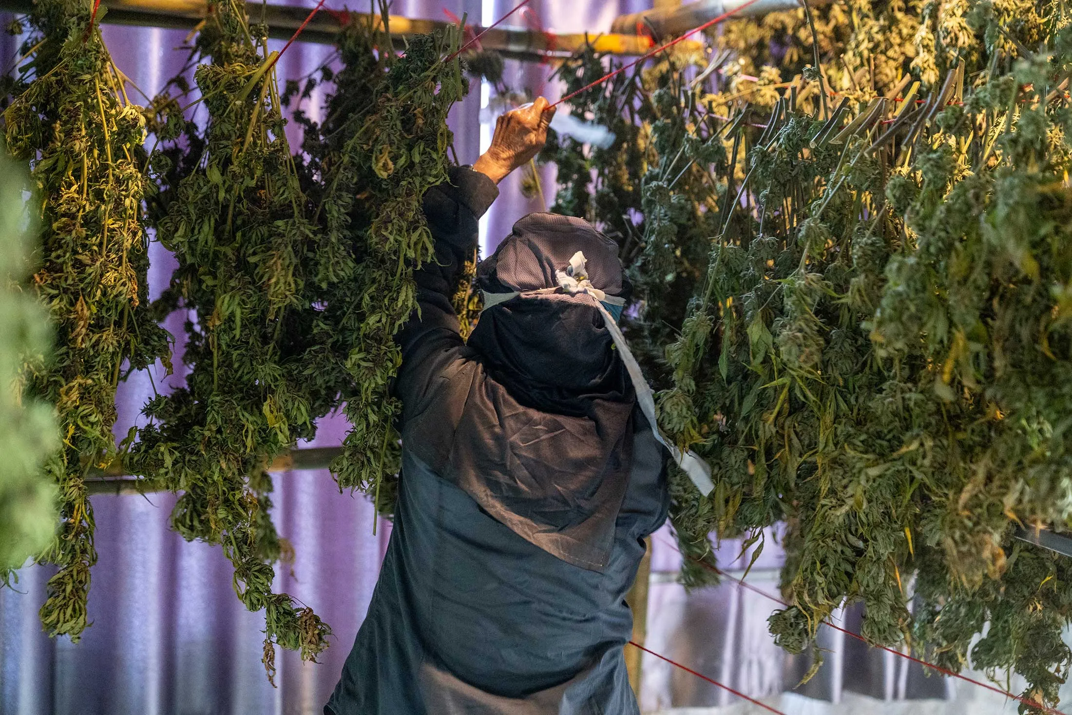 A Hmong woman hangs freshly harvested plants in a drying room.&nbsp;