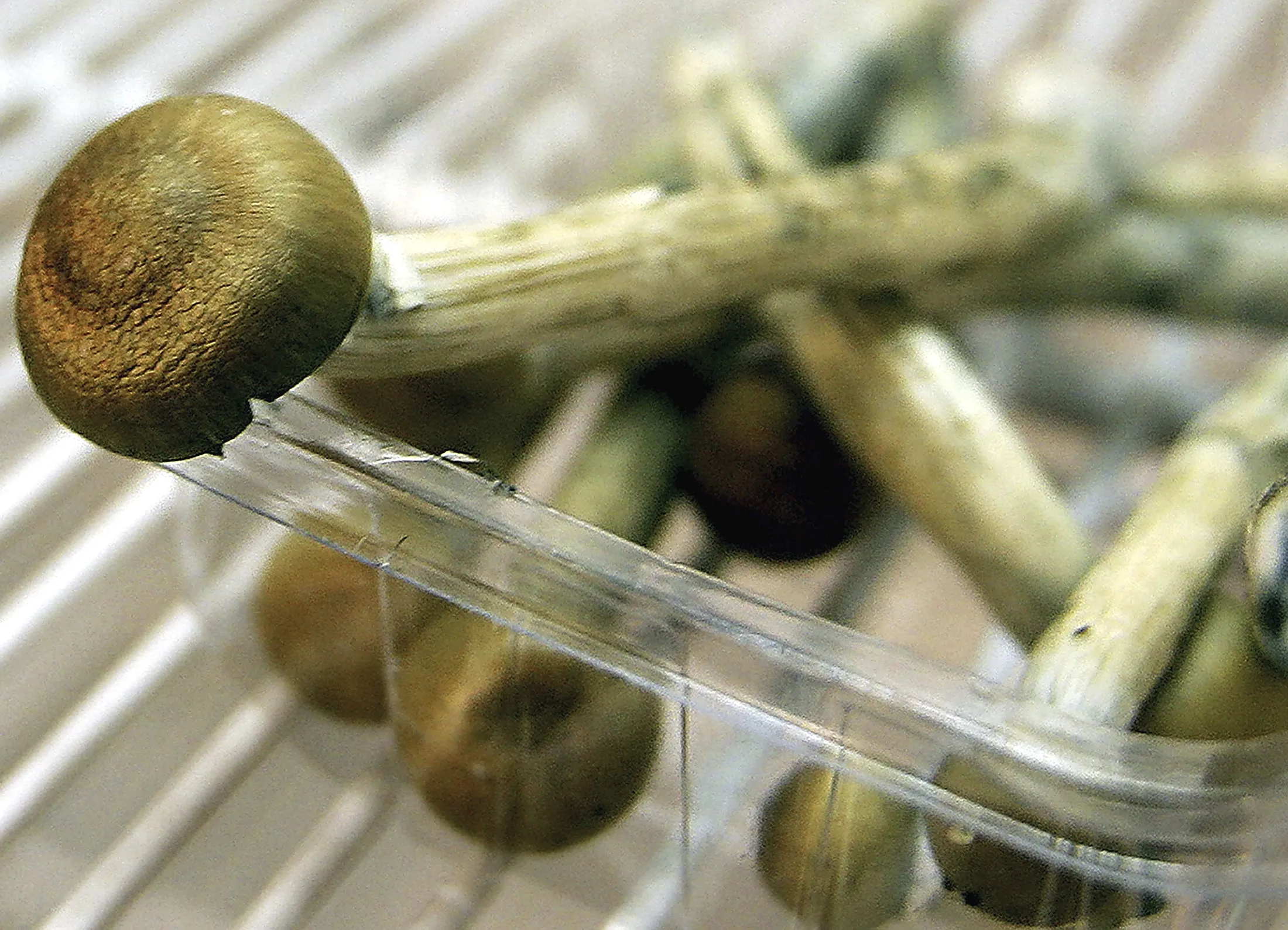 Freshly Picked Magic Mushrooms Reclassififed As Class A Drug In UK