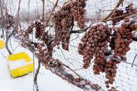 Snow covered frozen grapes on the vine for ice wine in the vineyard at Niagara on the Lake area, Ontario, Canada.