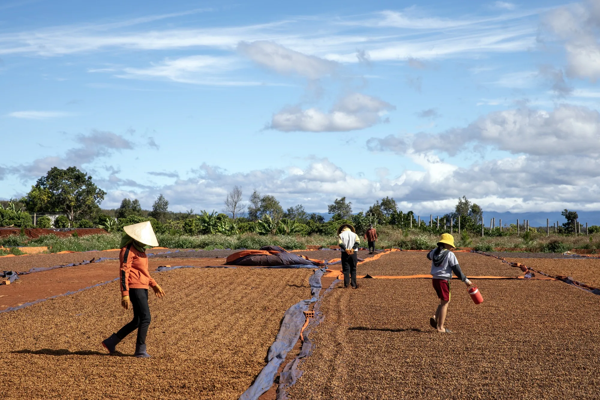Coffee cherries drying at a coffee farm in  Vietnam.