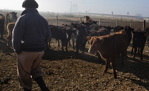 Cattle in Duggan, Argentina