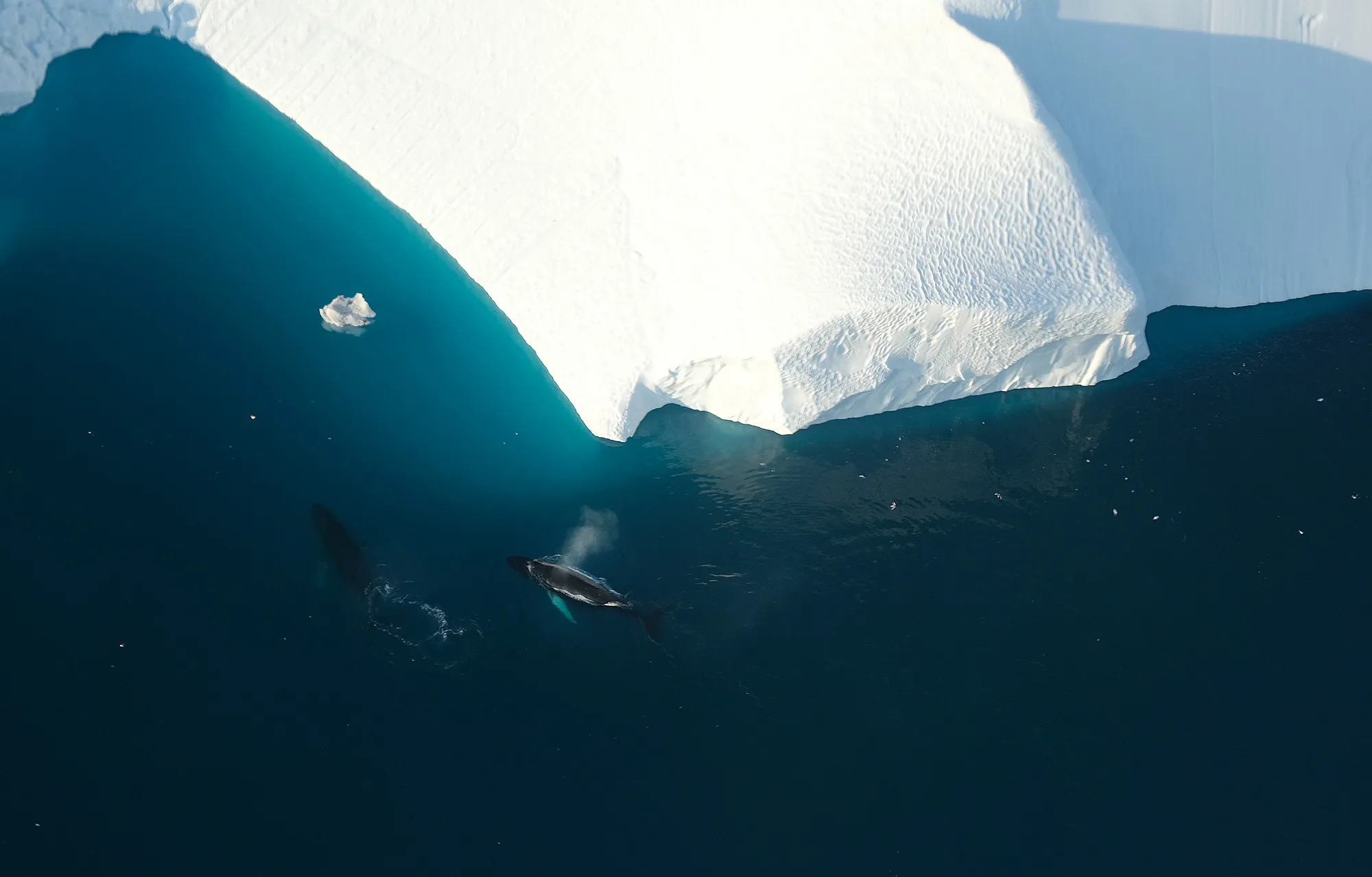 Humpback whales swim next to an iceberg at the mouth of the Ilulissat Icefjord near Ilulissat, Greenland.