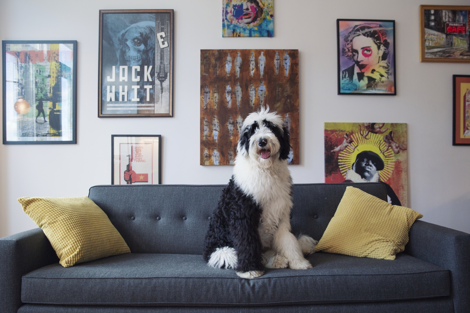 Bowie the sheepadoodle sits inside his apartment in Brooklyn.