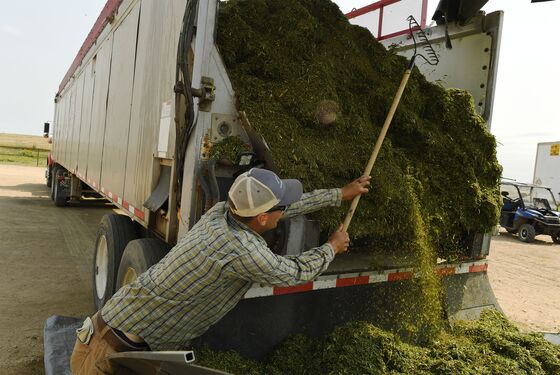 Farmers Ditch Soybeans for Weed’s Cousin, Hemp