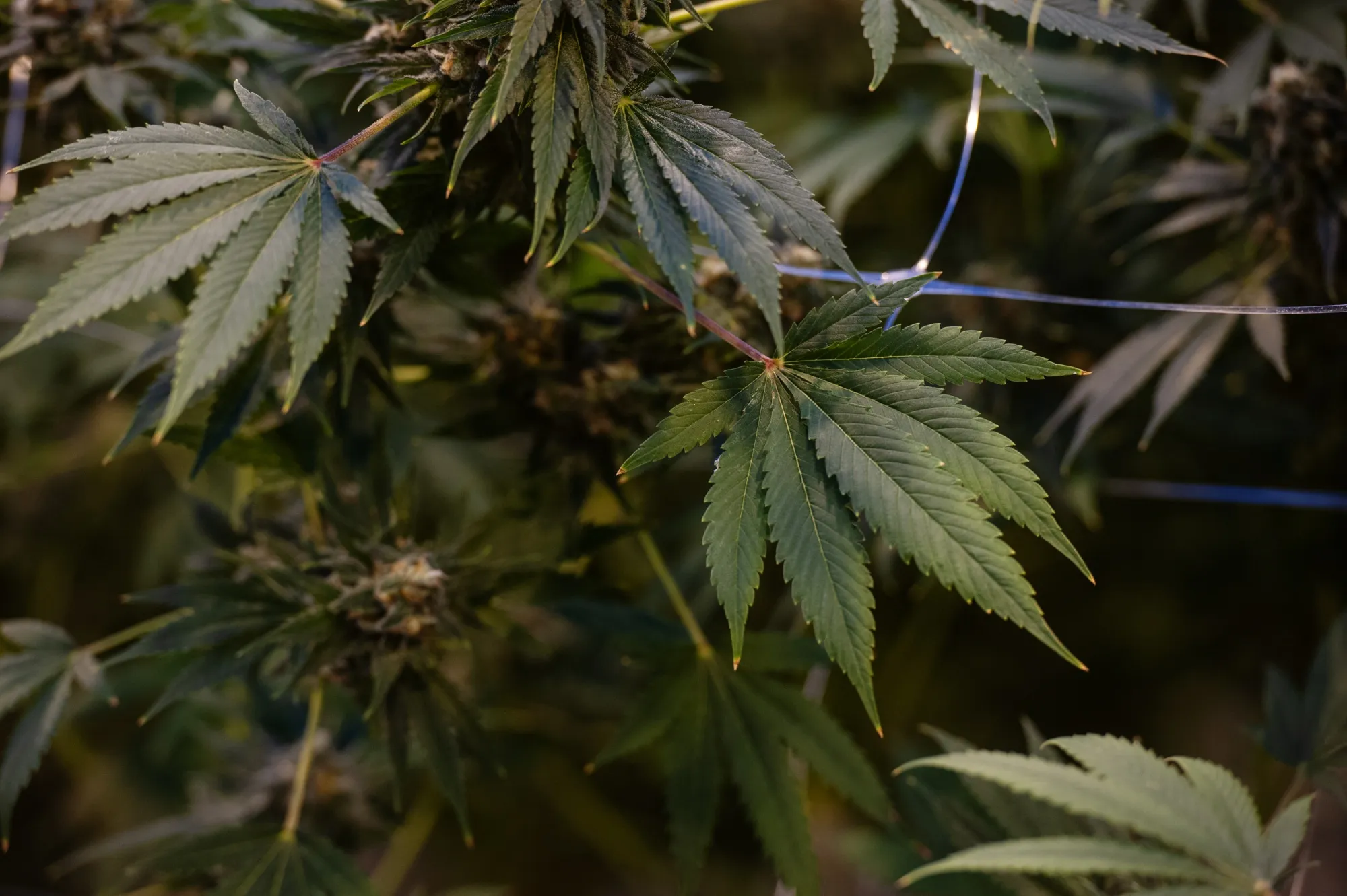 Inside The CannTrust Holdings Cannabis Production Facility Ahead Of Marijuana Legalization