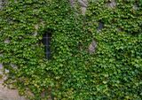 The Gardens Of Mount Grace Priory Are Re-designed In Arts & Crafts Style