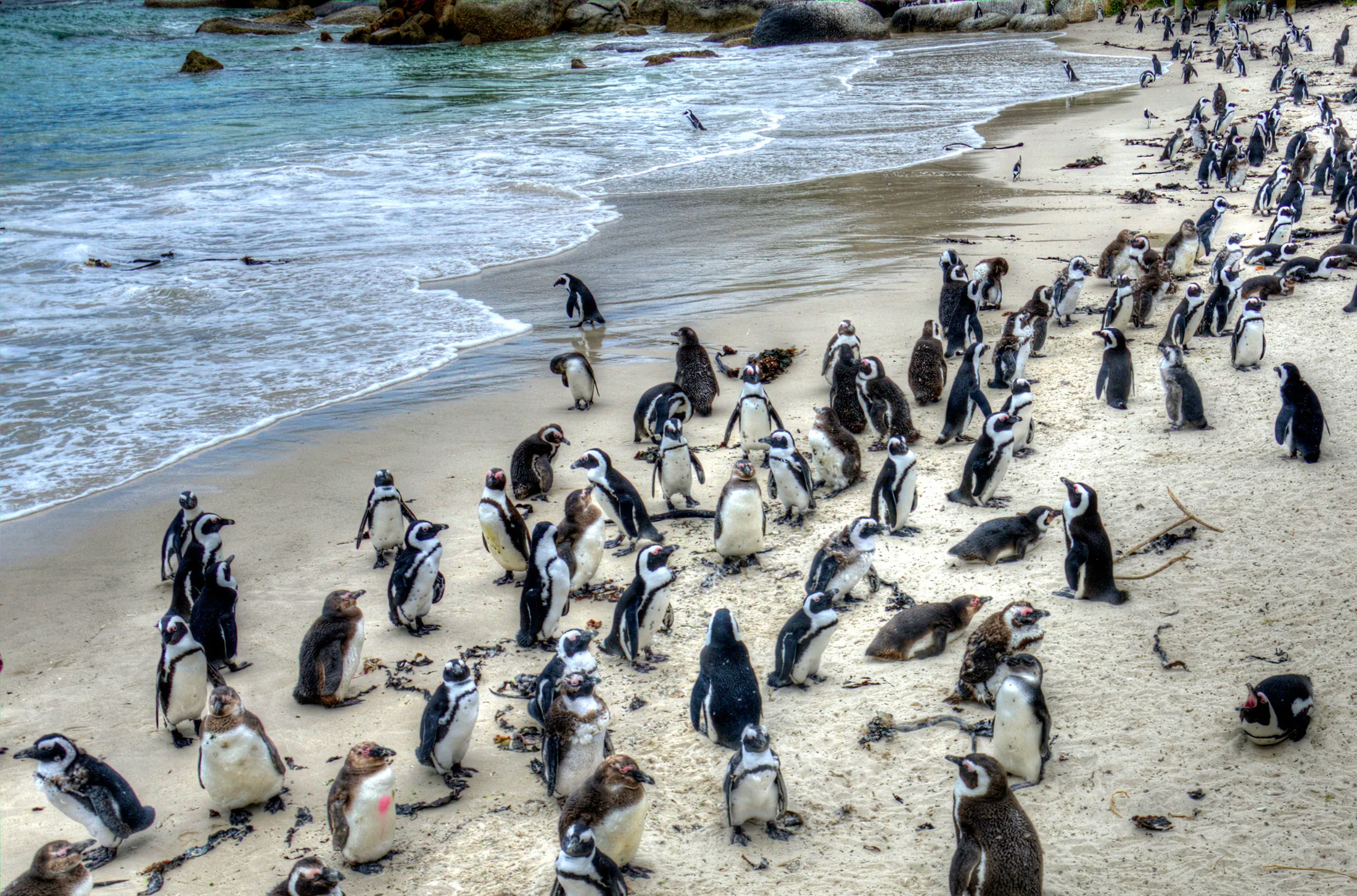 Penguins on Boulder Beach.
