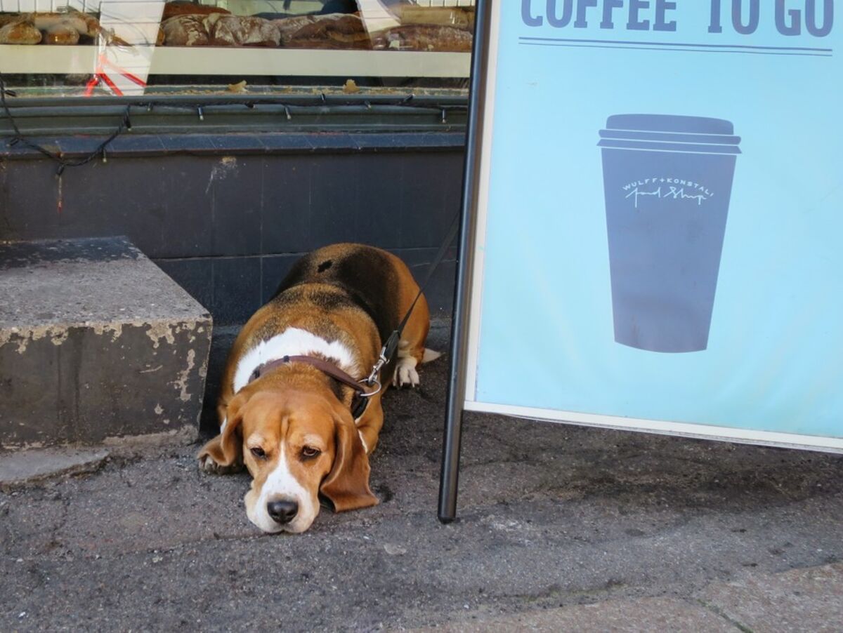 Errands Dogs on the go