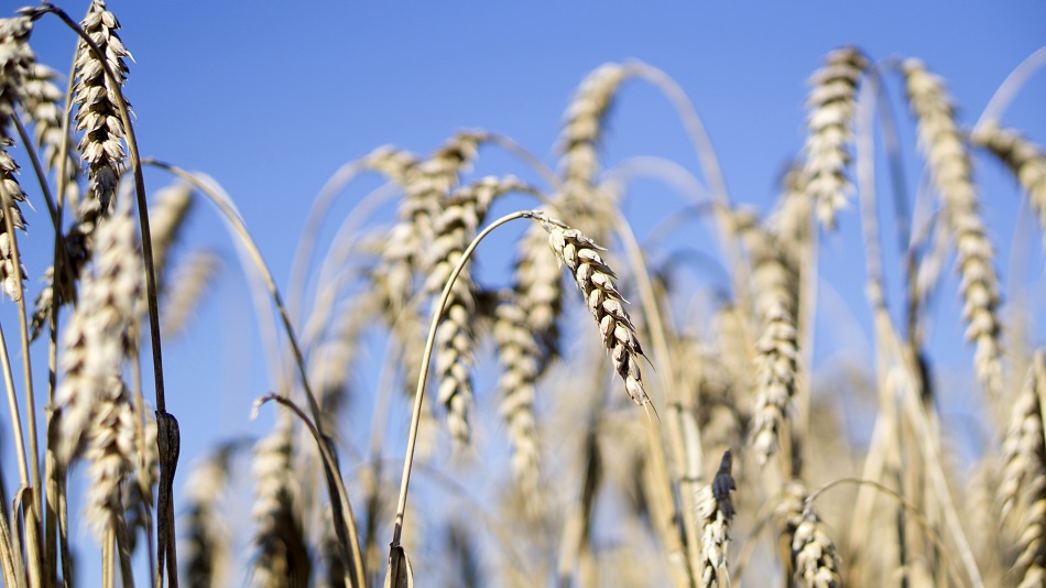 Wheat Soars as India Restricts Exports
