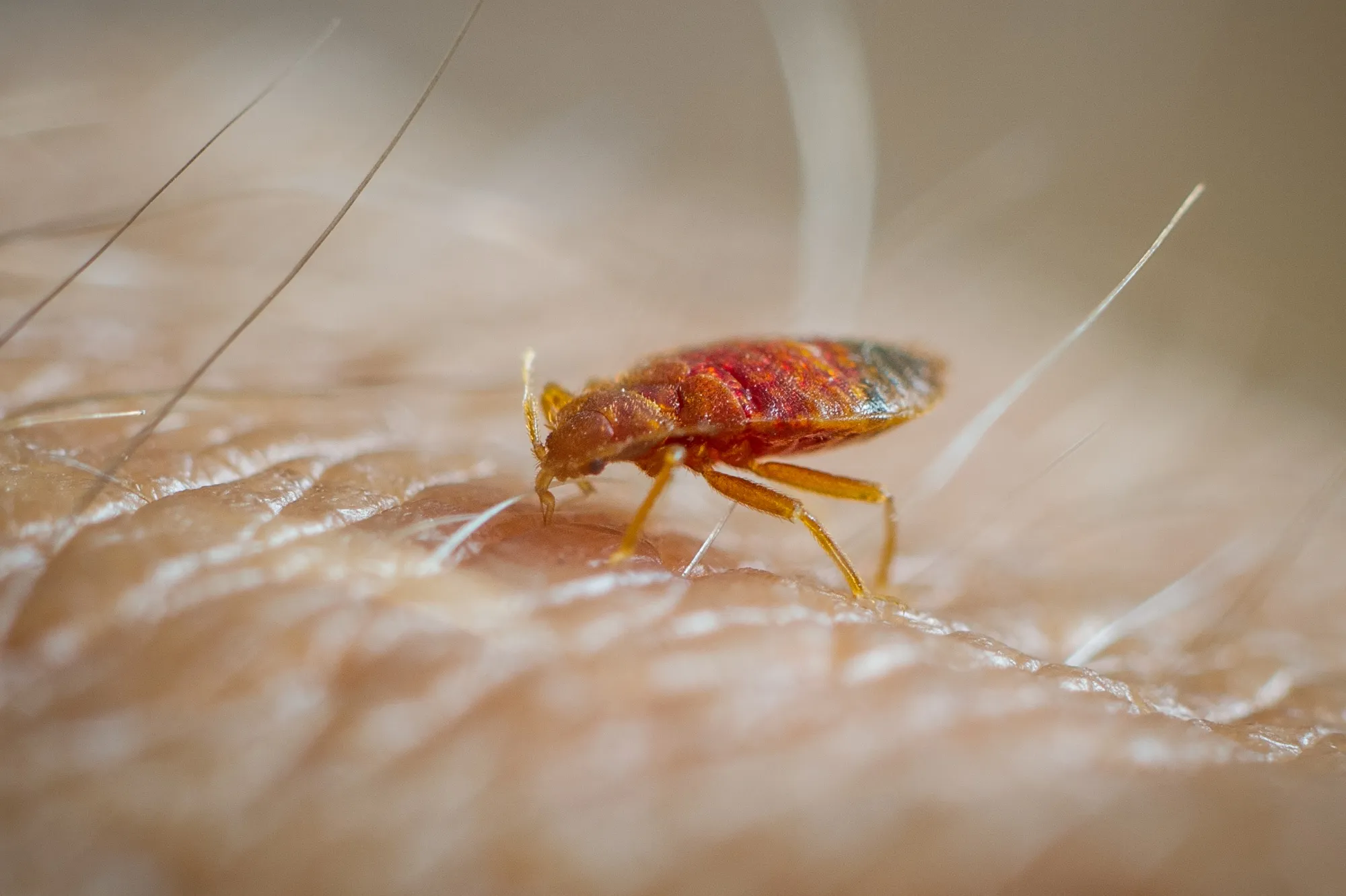 A bedbug feeding on human skin.