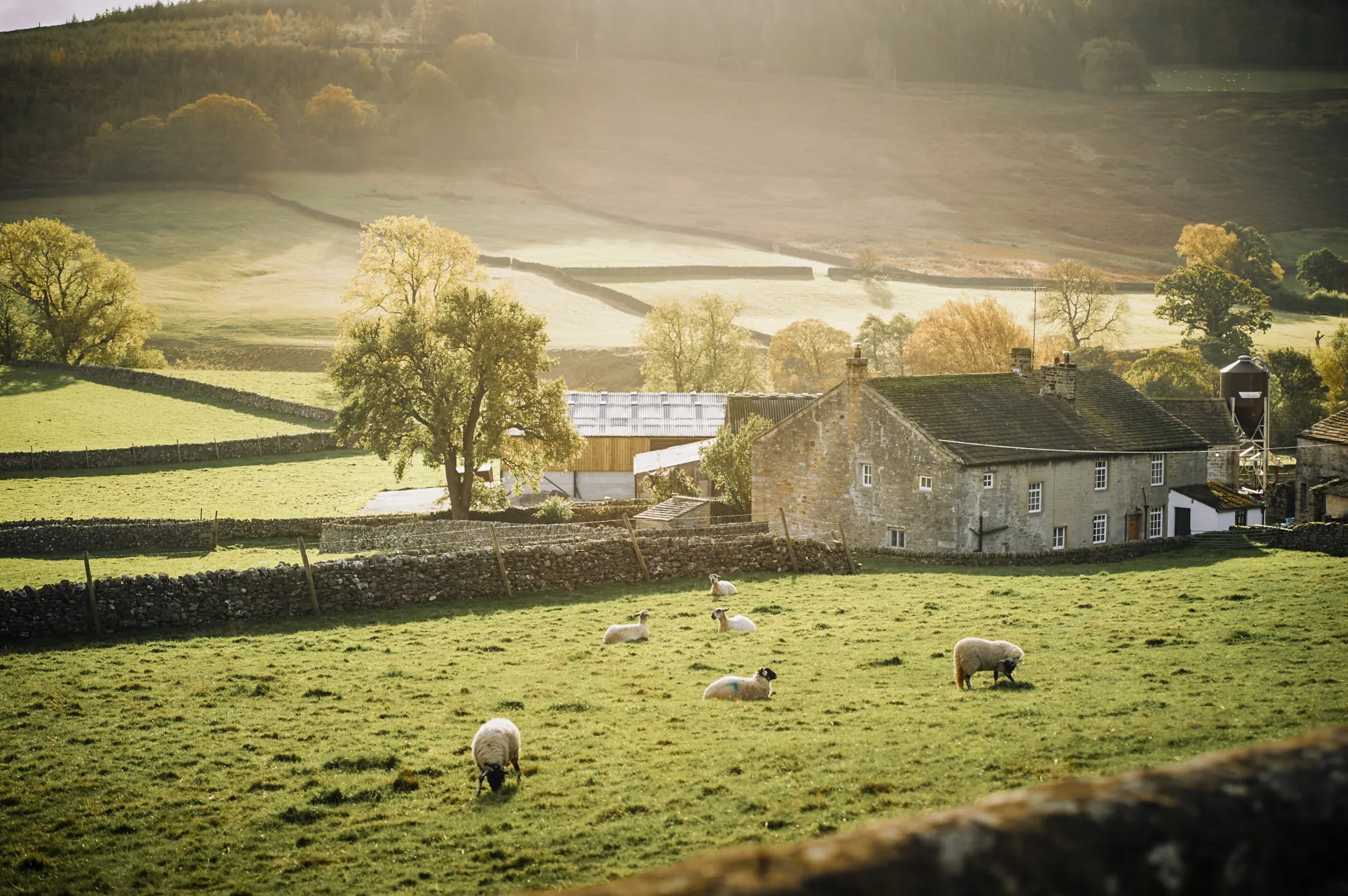 British Sheep Farms May Be Hardest Hit in No-Deal Brexit