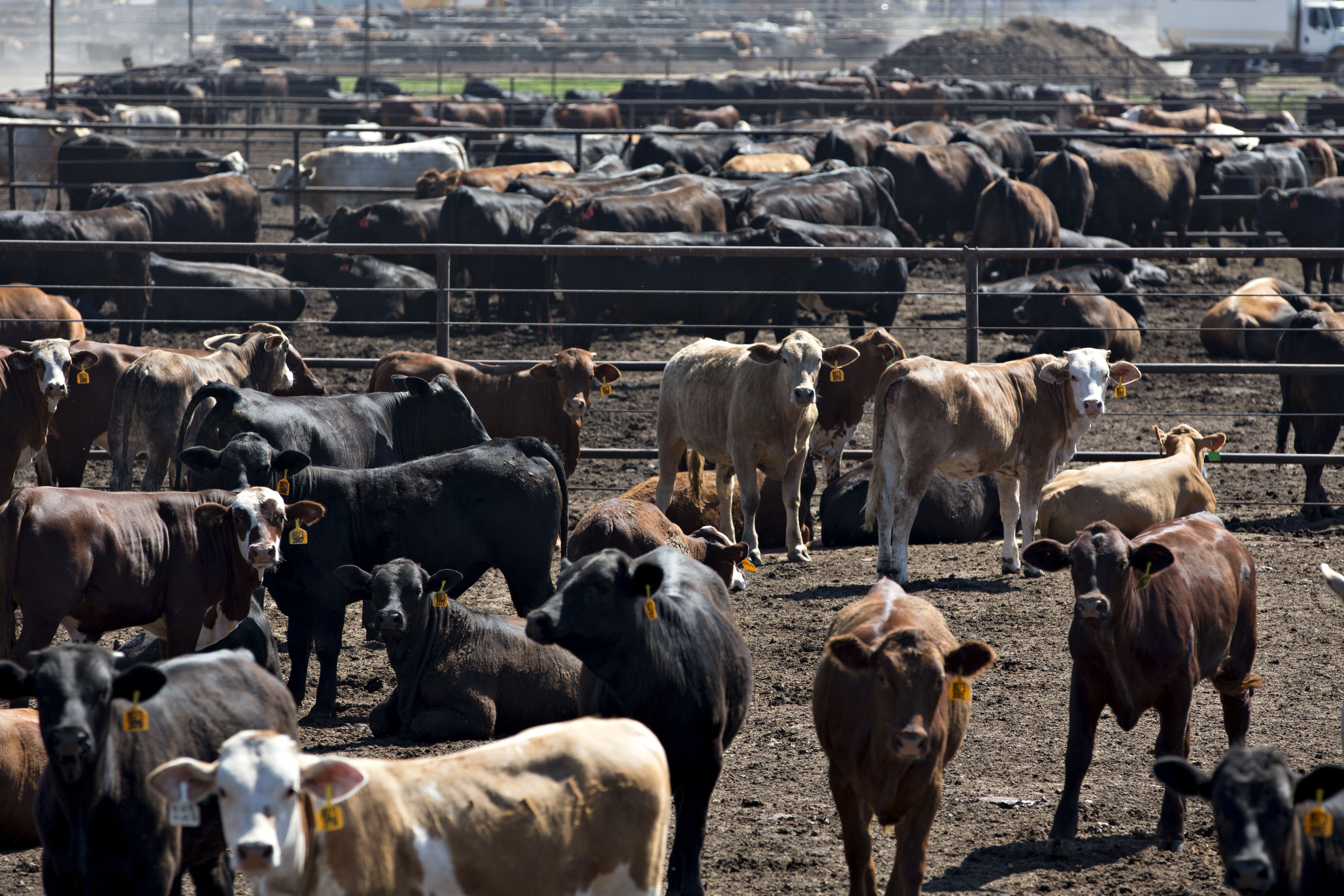 Trump Praises Deal To Increase U S Beef Exports To Europe Bloomberg